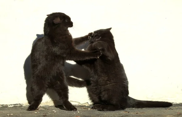 Dos gatos negros — Foto de Stock