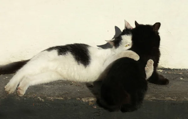 두 개의 귀여운 고양이 — 스톡 사진