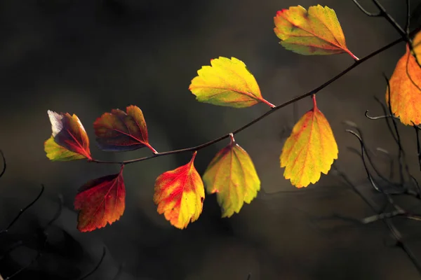 Folhas de outono coloridas — Fotografia de Stock