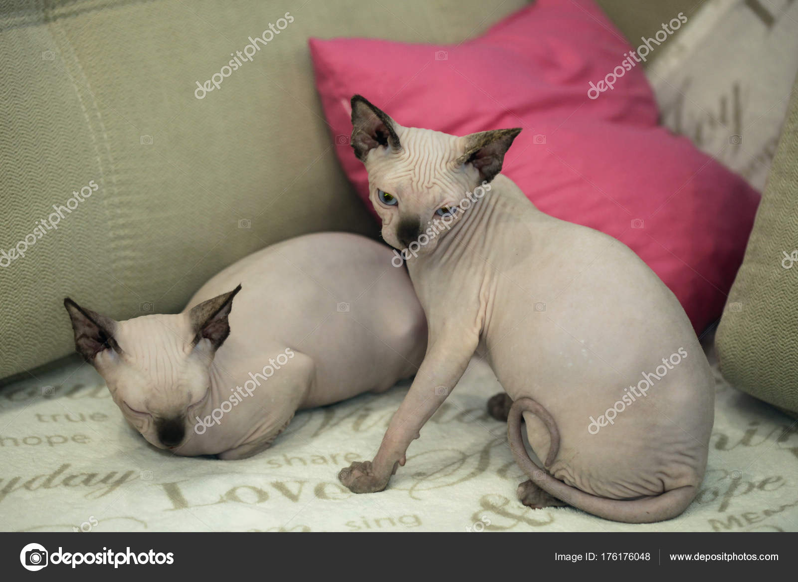 cute hairless cat