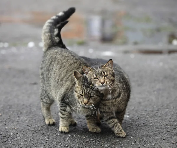 Dois Gatos Listrados Rua — Fotografia de Stock