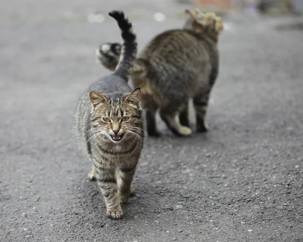 Zwei Gestreifte Katzen — Stockfoto