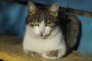 şirin sokak kabarık kedi