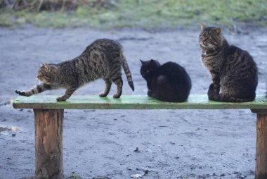 şirin sokak kabarık kedi