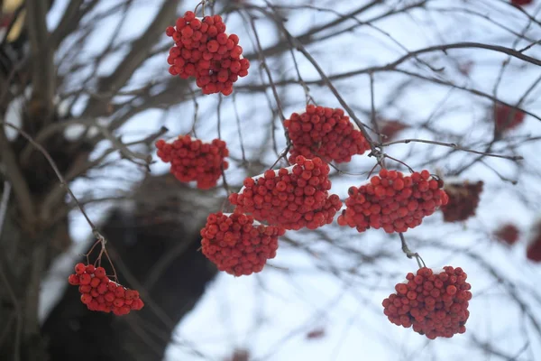 Bagas Vermelhas Jardim Inverno — Fotografia de Stock