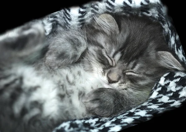 cute fluffy  sleeping kitten