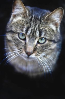 Çizgili kedi portresi