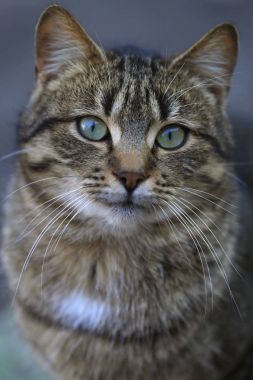 Çizgili kedi portresi