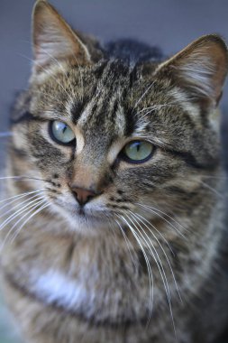 Çizgili kedi portresi