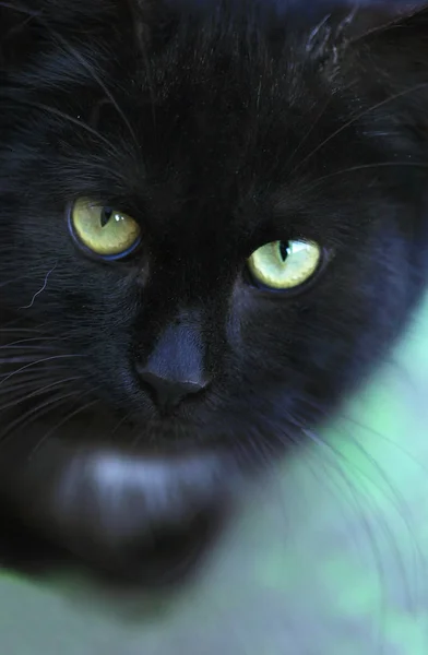 Retrato Gato Preto — Fotografia de Stock