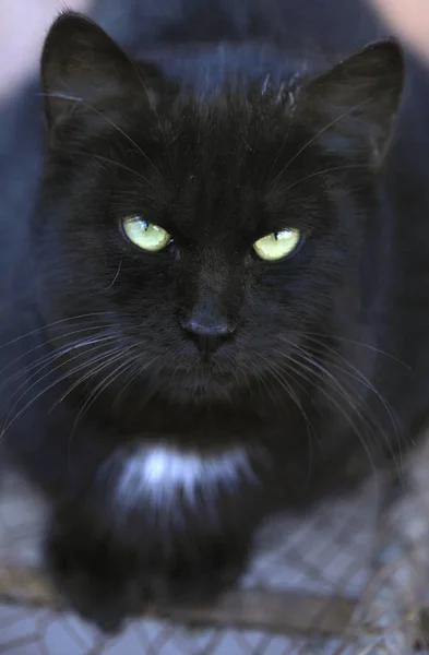 Kara Kedi Portresi — Stok fotoğraf