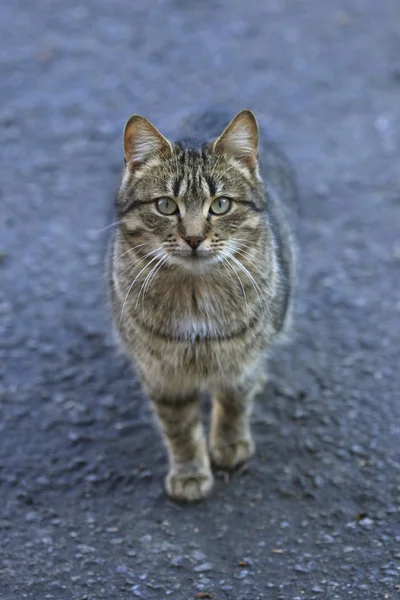 Портрет Полосатой Кошки — стоковое фото