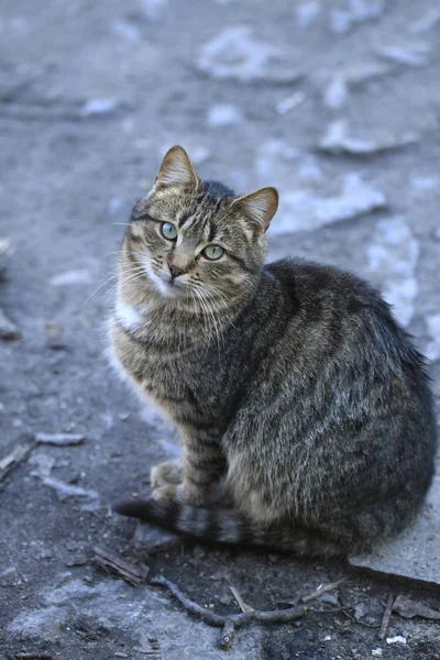 Portrait Striped Cat — Stock Photo, Image
