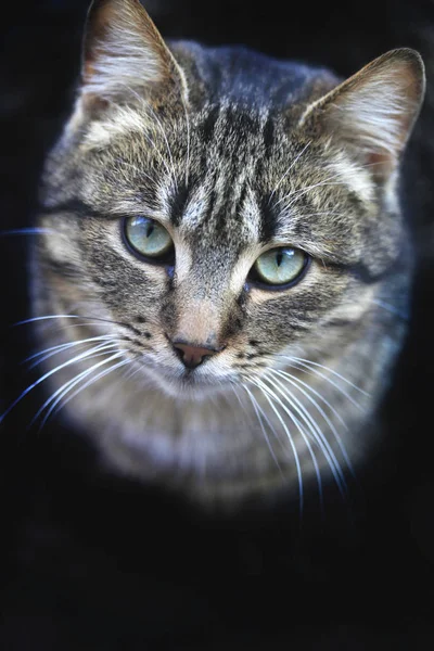 Retrato Gato Listrado — Fotografia de Stock