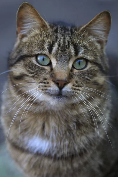 Retrato Gato Rayado — Foto de Stock