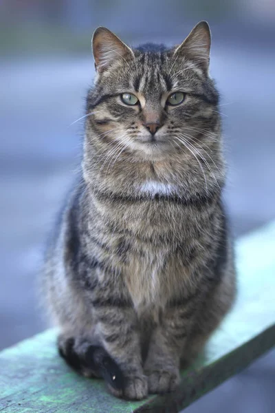 条纹猫的肖像 — 图库照片