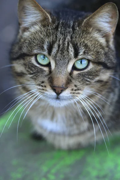 Porträt Einer Gestreiften Katze — Stockfoto