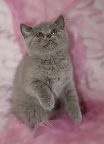 Grijze Fluffy Leuk Katje — Stockfoto