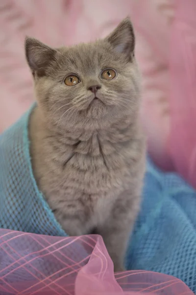 灰色蓬松可爱的小猫 — 图库照片