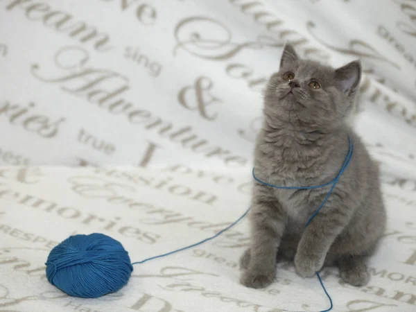 Cinza Fofo Bonito Gatinho — Fotografia de Stock