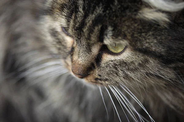 Gri Kabarık Kedi Portresi — Stok fotoğraf