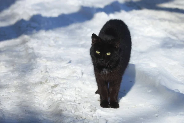 Schwarze Katze Winter — Stockfoto