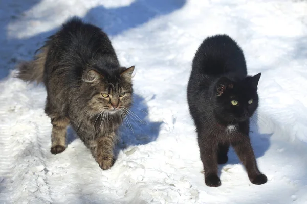 Schwarze Katze Winter — Stockfoto