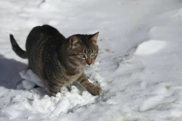 Schwarze Katze Winter — Stockfoto