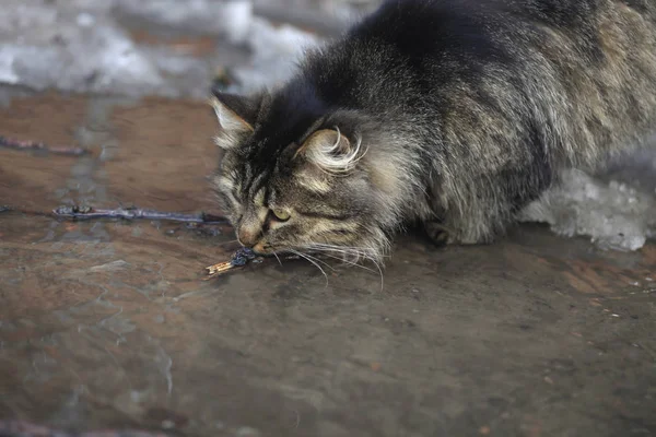 Bergaris Kucing Musim Semi — Stok Foto