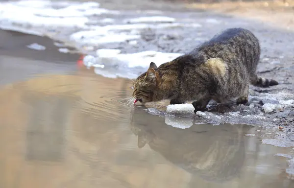 Katze Trinkt Wasser Pfütze — Stockfoto