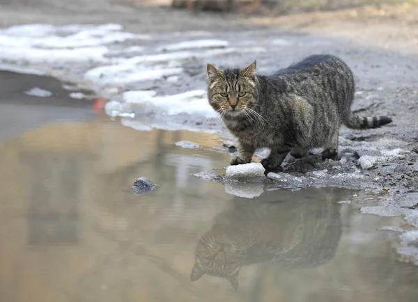 Katze Trinkt Wasser Pfütze — Stockfoto