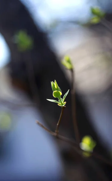 Vårgren Med Gröna Blad — Stockfoto