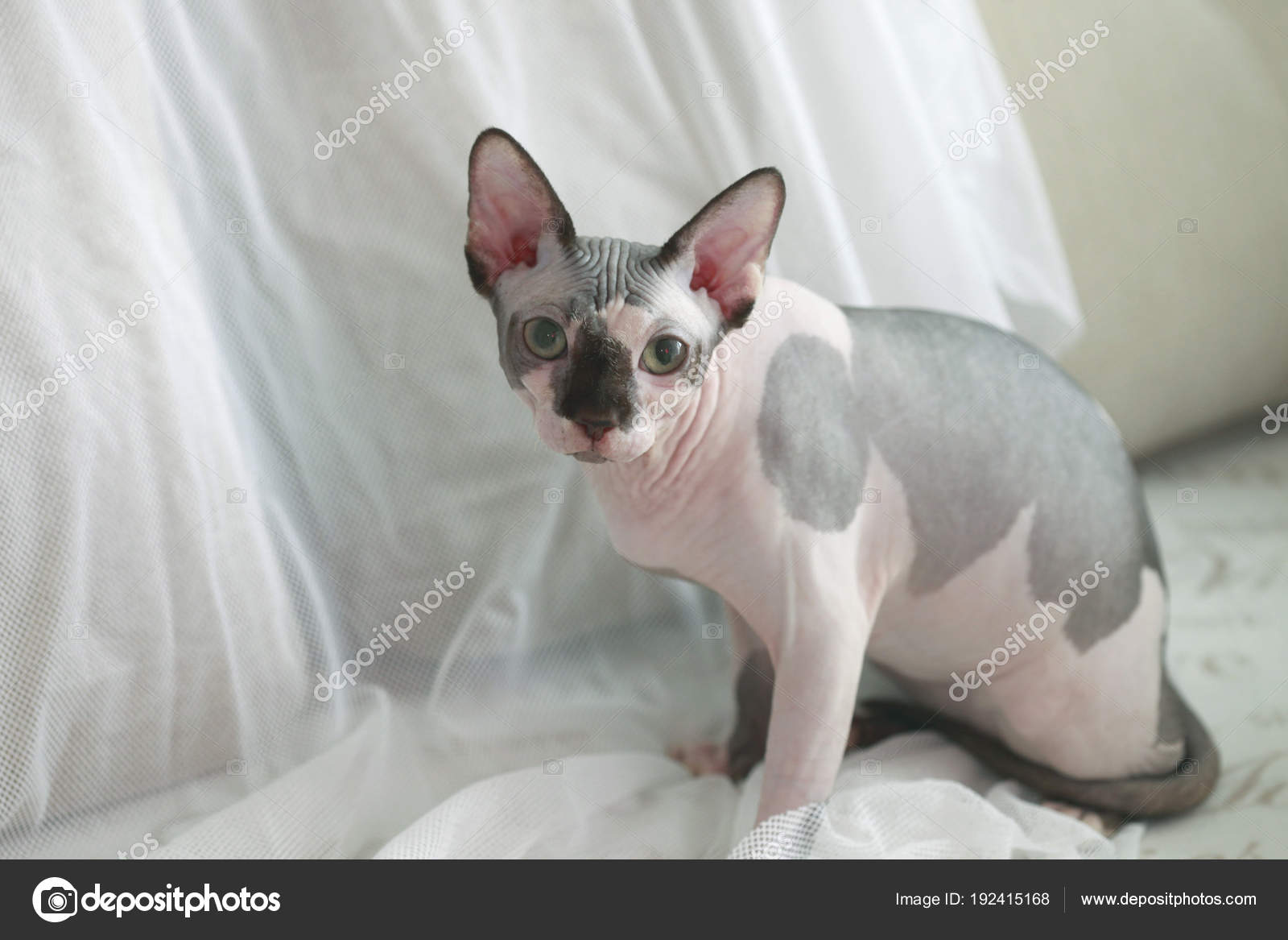 Gatto Senza Pelo Grigio Sveglio Foto Stock Olena2552 192415168