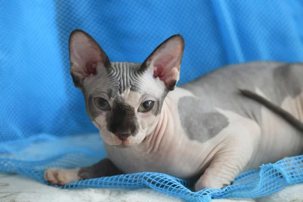 Cute Grey Hairless Cat — Stock Photo, Image