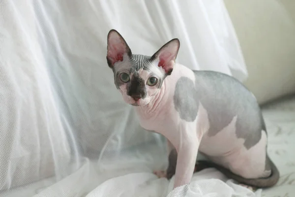 Cute Grey Hairless Cat — Stock Photo, Image