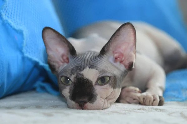 Cute Grey Hairless Cat — Stock Photo, Image