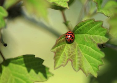 Kırmızı uğurböceği yeşil yaprakta oturuyor
