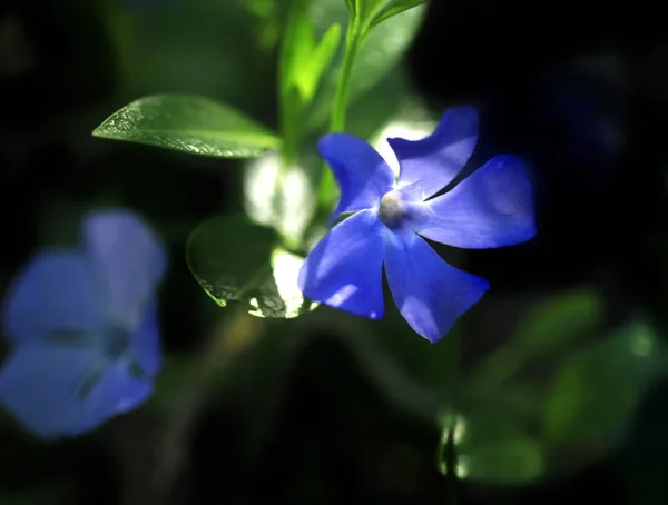 Flores Azules Primavera Sobre Fondo Negro —  Fotos de Stock
