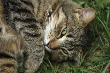 yerde yatan çizgili kedi
