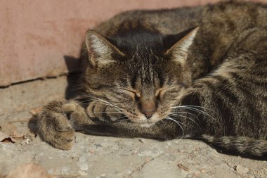 Şirin, tüylü, vahşi bir kedi.