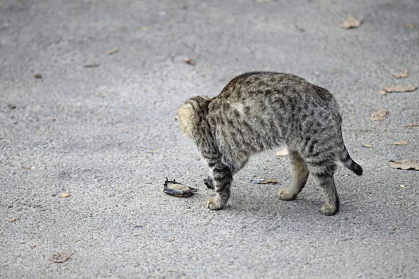 Şirin Tüylü Vahşi Bir Kedi — Stok fotoğraf