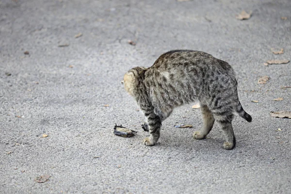 Schattig Pluizig Wild Kat Buiten — Stockfoto