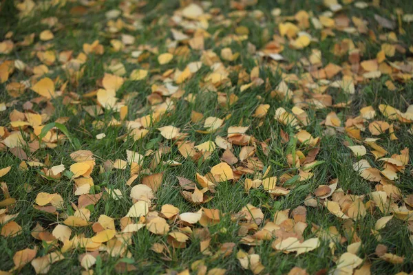 Autumn Leaves Changing Color — Stock Photo, Image