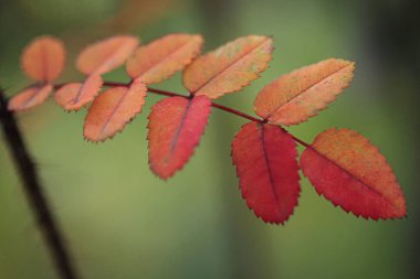 parkta renkli sonbahar yaprakları