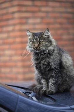 Tüylü vahşi kedi portresi