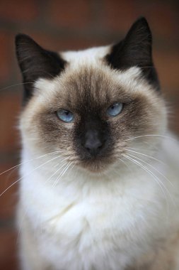 Tüylü vahşi kedi portresi