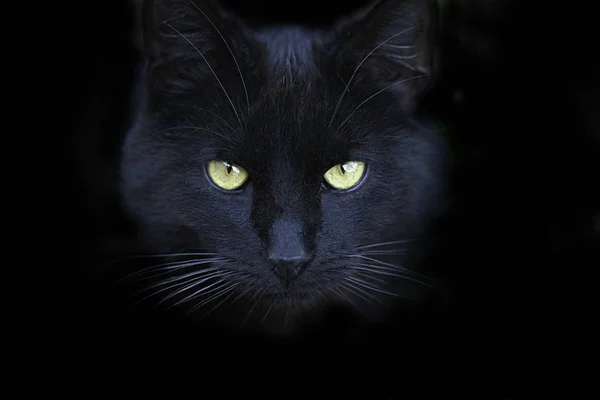 Portrait Fluffy Black Cat — Stock Photo, Image