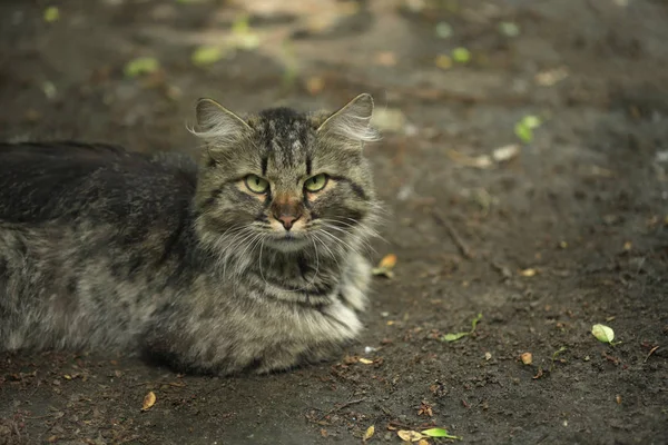 Çizgili Kedi Yerde Oturuyor — Stok fotoğraf