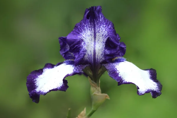 Paarse Bloem Voorjaarstuin — Stockfoto