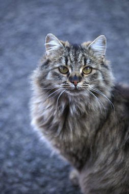 Tüylü vahşi kedi portresi